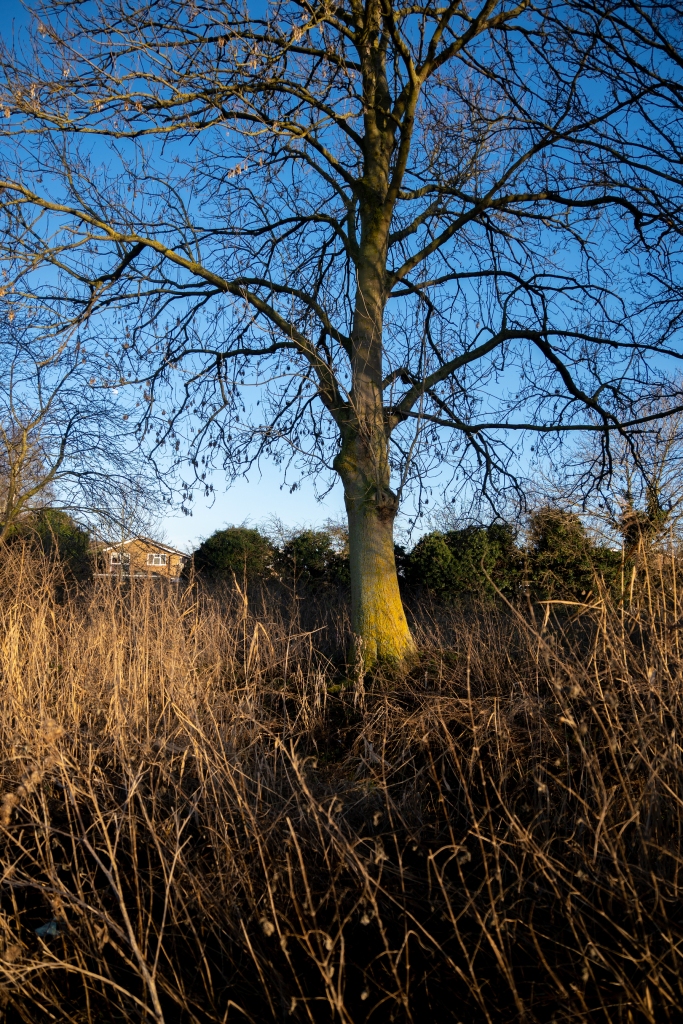 A portrait image of a winter tree, It's trunk is green with algae and the setting sun is shining on to the trunk from the right. In front of the tree there are long golden grasses again being lit by the setting sun. The branches are skeletal against a bright blue sky. 